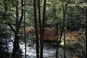 Aira Force