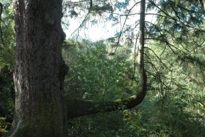 Aira Force