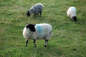 Hadrian's Wall